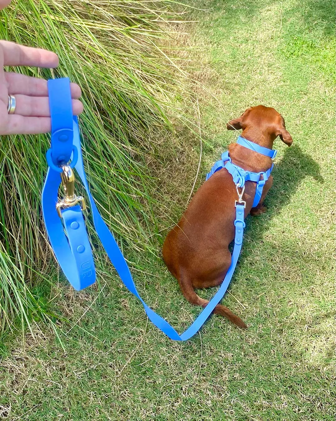 Cobalt Waterproof Step-In Dog Harness