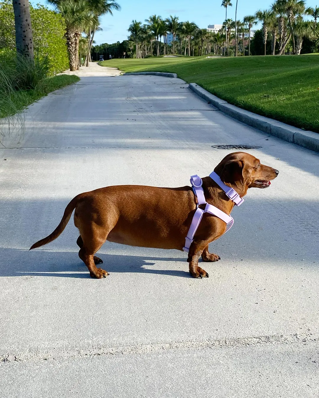 Lavender Waterproof Step-In Dog Harness