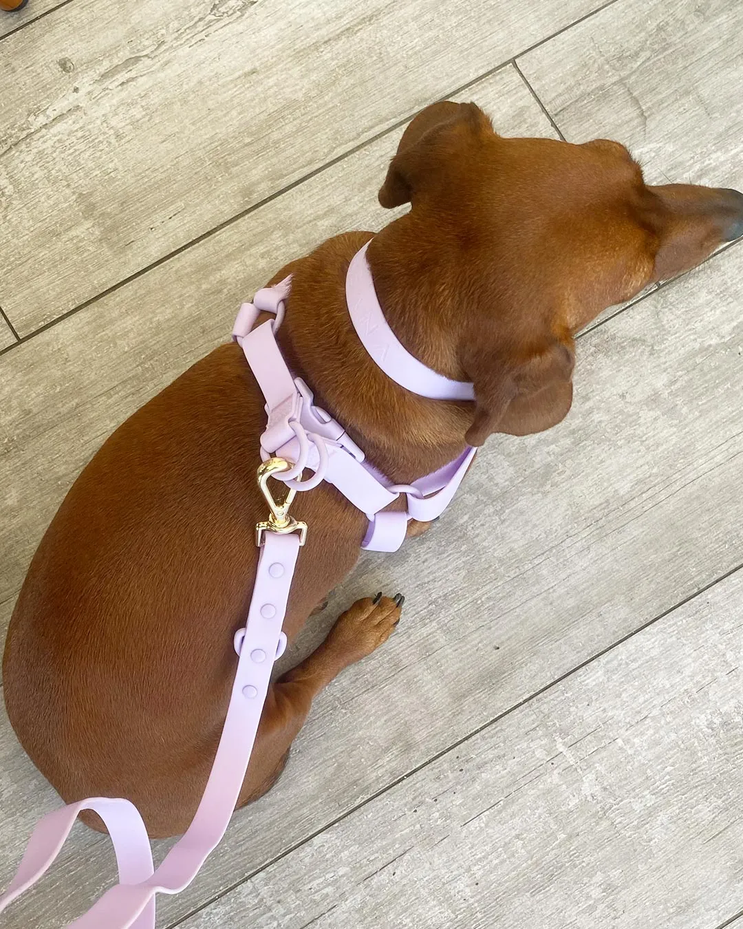 Lavender Waterproof Step-In Dog Harness